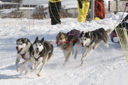 Lenk 2012 SM